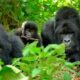 complete-guide-to-gorilla-trekking-in-bwindi-national-park