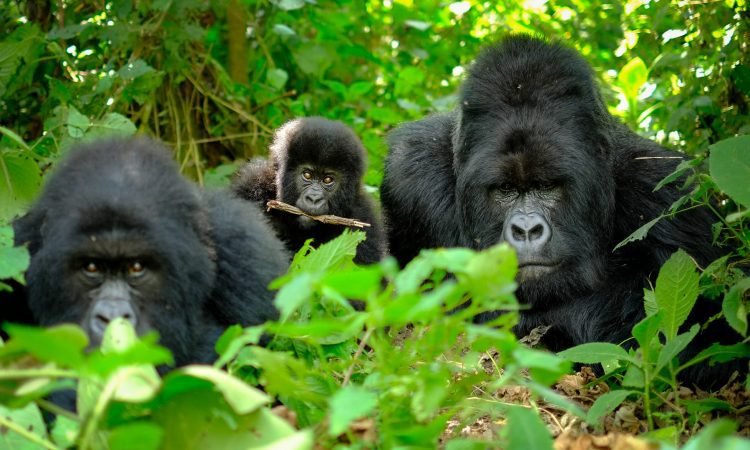 complete-guide-to-gorilla-trekking-in-bwindi-national-park