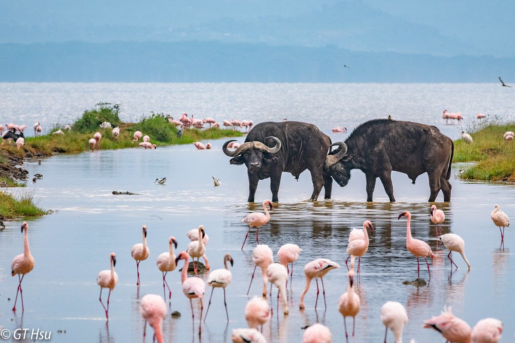 Lake Nakuru National Park