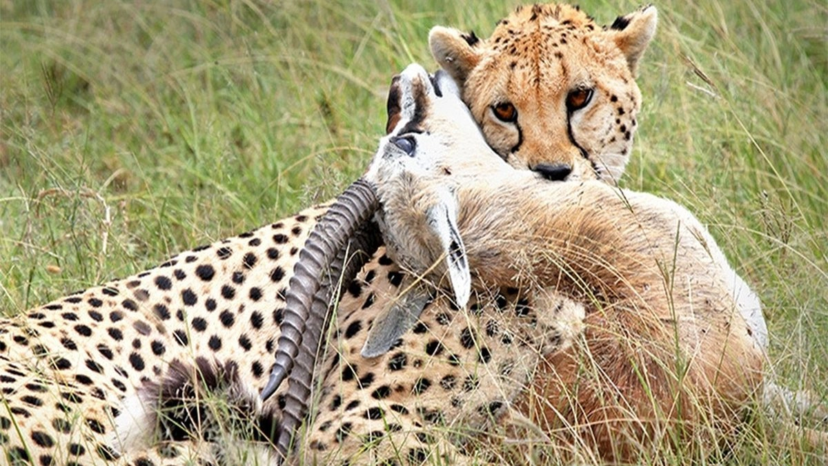 Tsavo East National Park