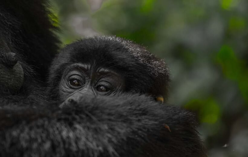 Mgahinga Gorilla National Park