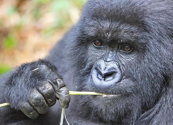 Queen Elizabeth Safari