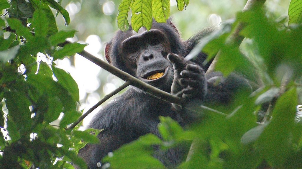 Kibale Forest National Park