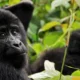 cost-of-gorilla-trekking-permits-in-uganda-and-rwanda