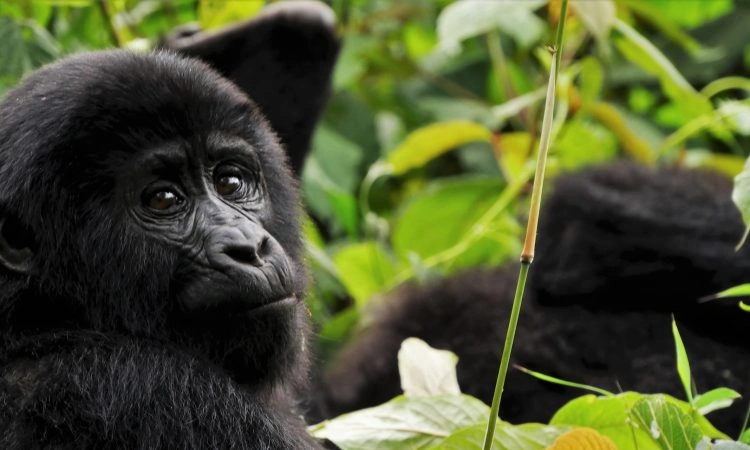cost-of-gorilla-trekking-permits-in-uganda-and-rwanda