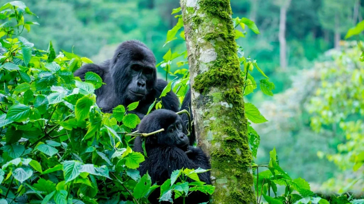 uganda-rwanda-and-tanzania-safari-gorillas-and-migration