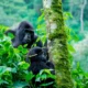 uganda-rwanda-and-tanzania-safari-gorillas-and-migration
