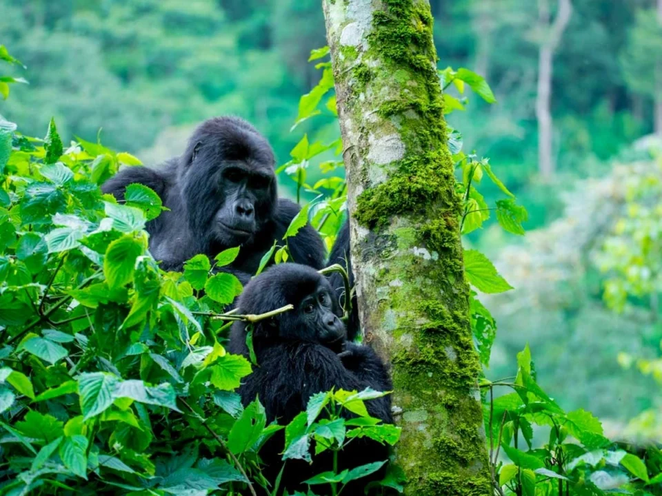 uganda-rwanda-and-tanzania-safari-gorillas-and-migration