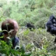 cost-of-a-gorilla-trekking-and-migration-safari-in-east-africa