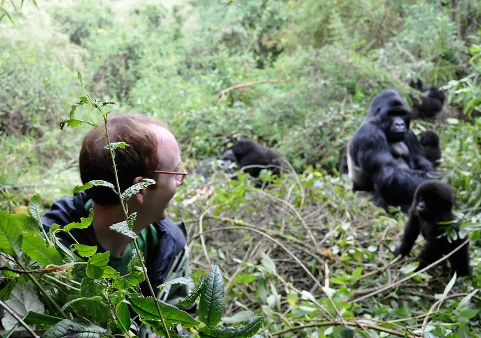 cost-of-a-gorilla-trekking-and-migration-safari-in-east-africa