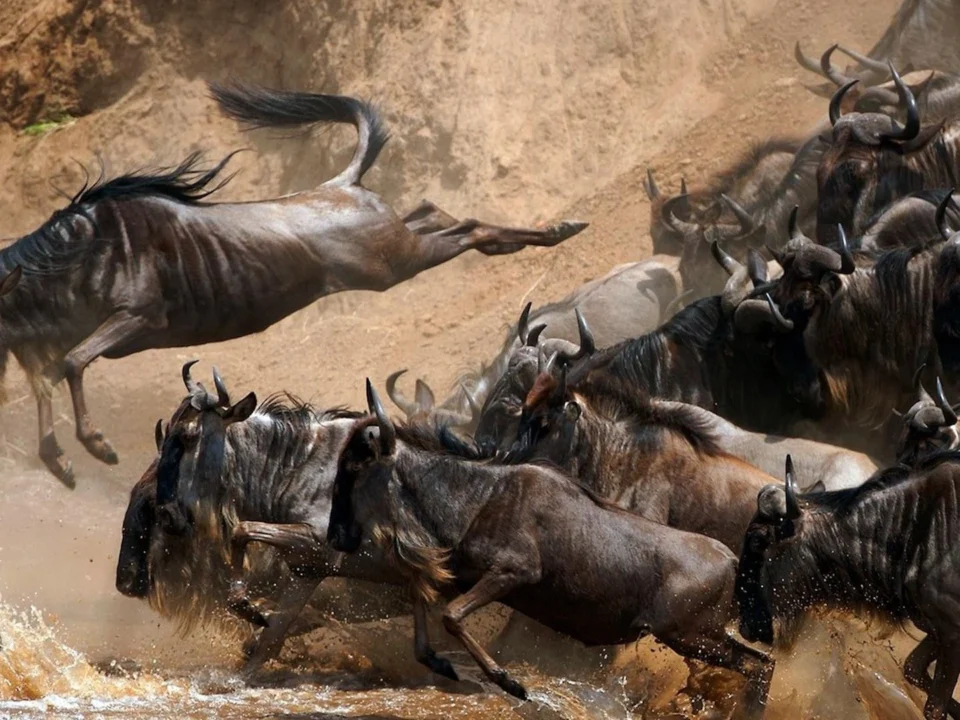 family-safaris-to-see-the-wildebeest-migration