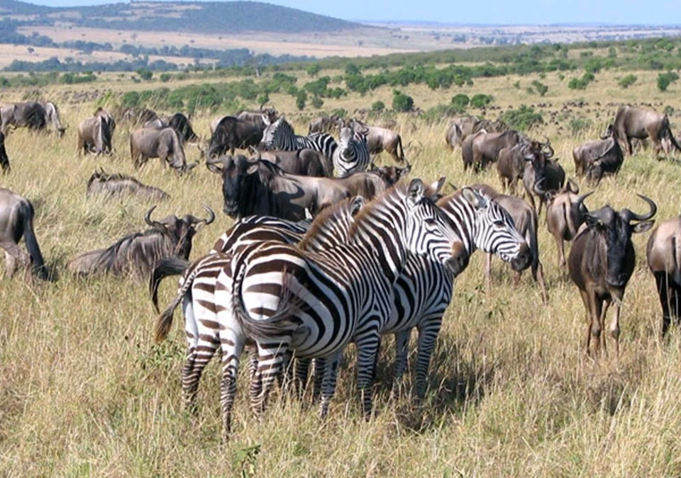 combining-the-great-migration-and-gorilla-trekking-safari