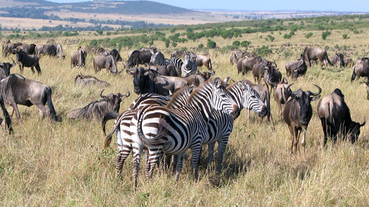 combining-the-great-migration-and-gorilla-trekking-safari