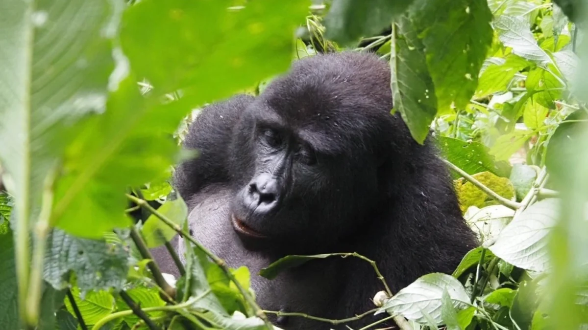 budget-gorilla-trekking-safaris-in-uganda
