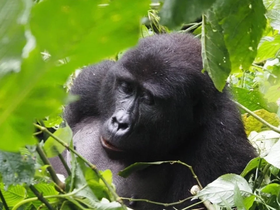budget-gorilla-trekking-safaris-in-uganda