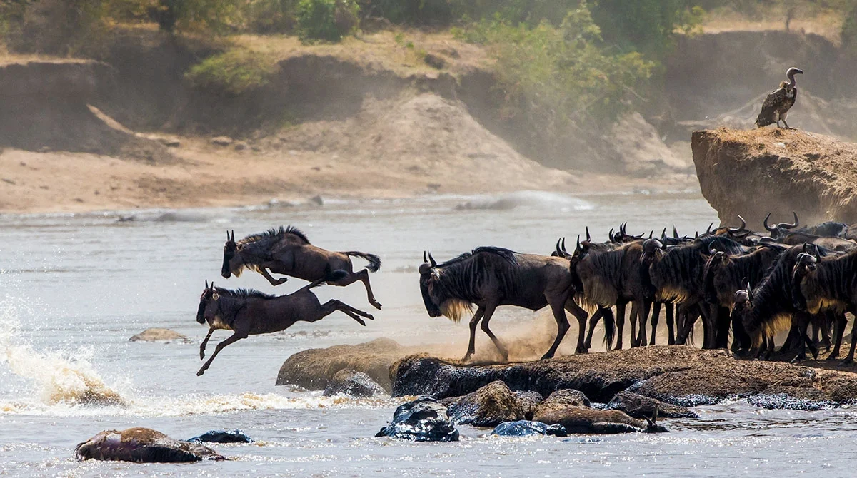 affordable-great-migration-safaris-in-east-africa