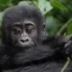 10-day-gorilla-trekking-and-great-migration-safari-itinerary