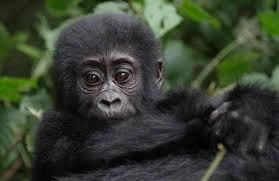 10-day-gorilla-trekking-and-great-migration-safari-itinerary