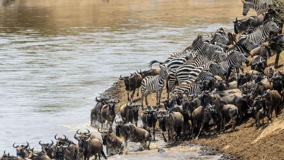 photography-guide-for-the-great-migration-safari