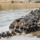 photography-guide-for-the-great-migration-safari