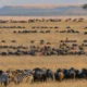 balloon-safaris-over-the-great-migration-in-the-serengeti