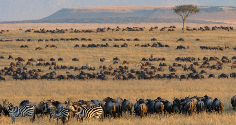 balloon-safaris-over-the-great-migration-in-the-serengeti